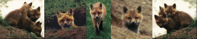 Series of Fox Kit Faces