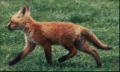 Running Fox Kit