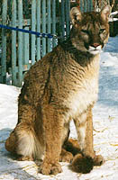 Maya Colorado Mountain Lion